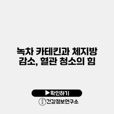 녹차 카테킨과 체지방 감소, 혈관 청소의 힘