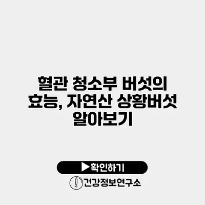 혈관 청소부 버섯의 효능, 자연산 상황버섯 알아보기